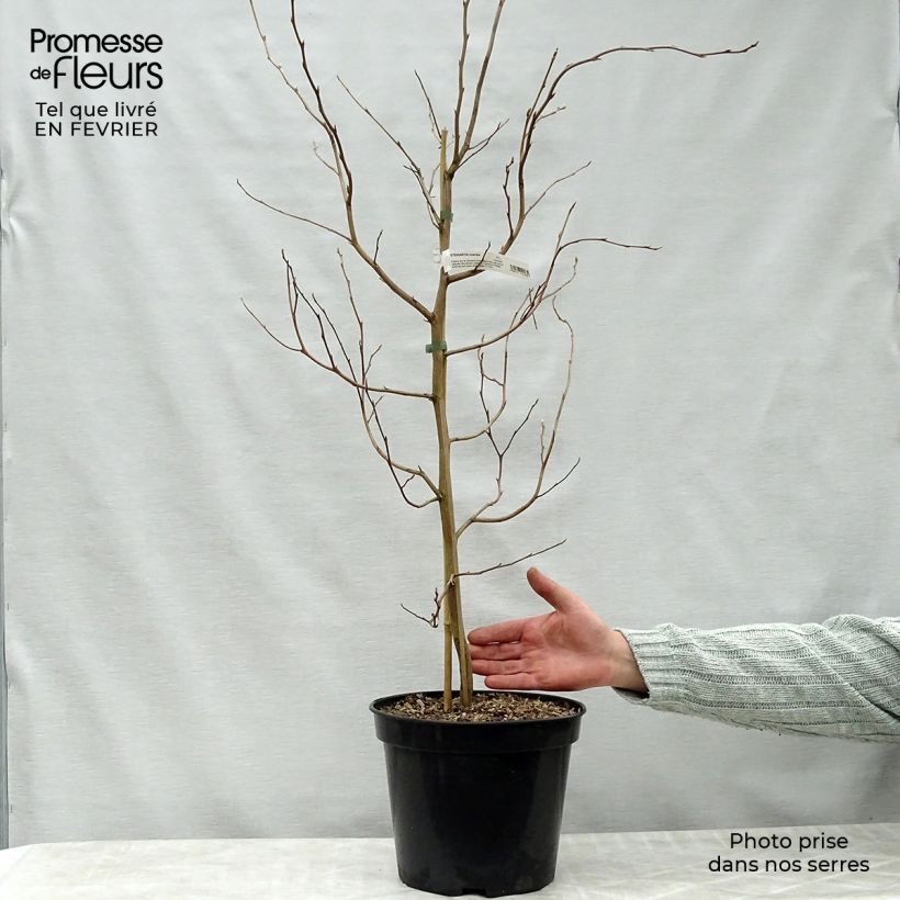 Stewartia rostrata Vaso da 4L/5L esemplare consegnato in inverno