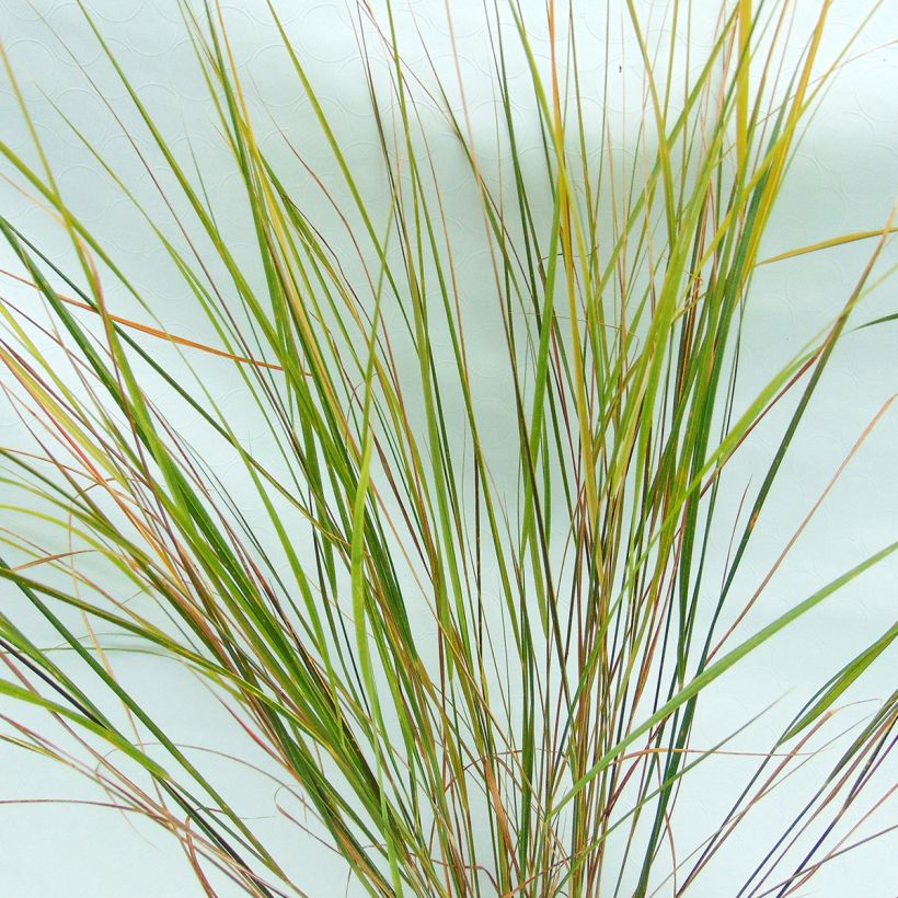 Stipa arundinacea - Anemanthele (Fogliame)