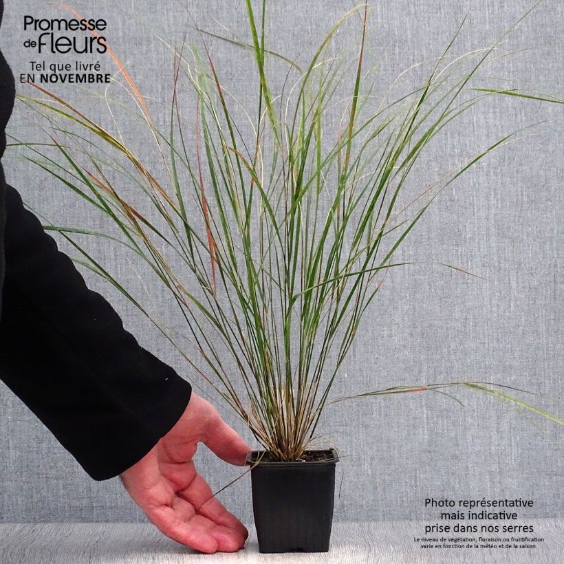 Esemplare di Stipa arundinacea - Anemanthele Vasetto da 8/9 cm come consegnato in autunno