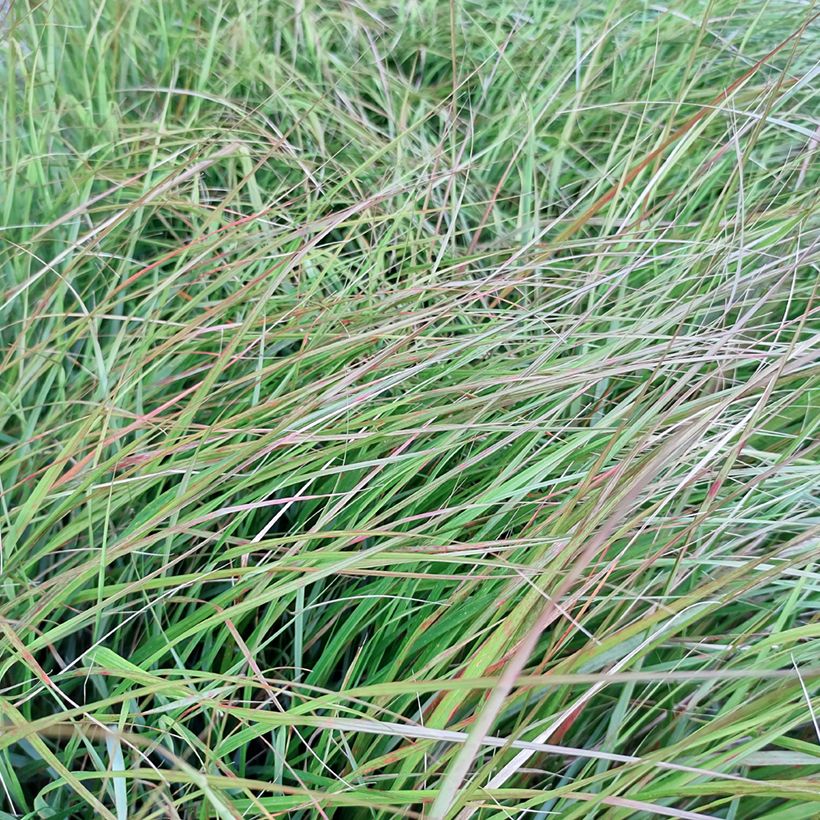 Stipa arundinacea Sirocco (Fogliame)