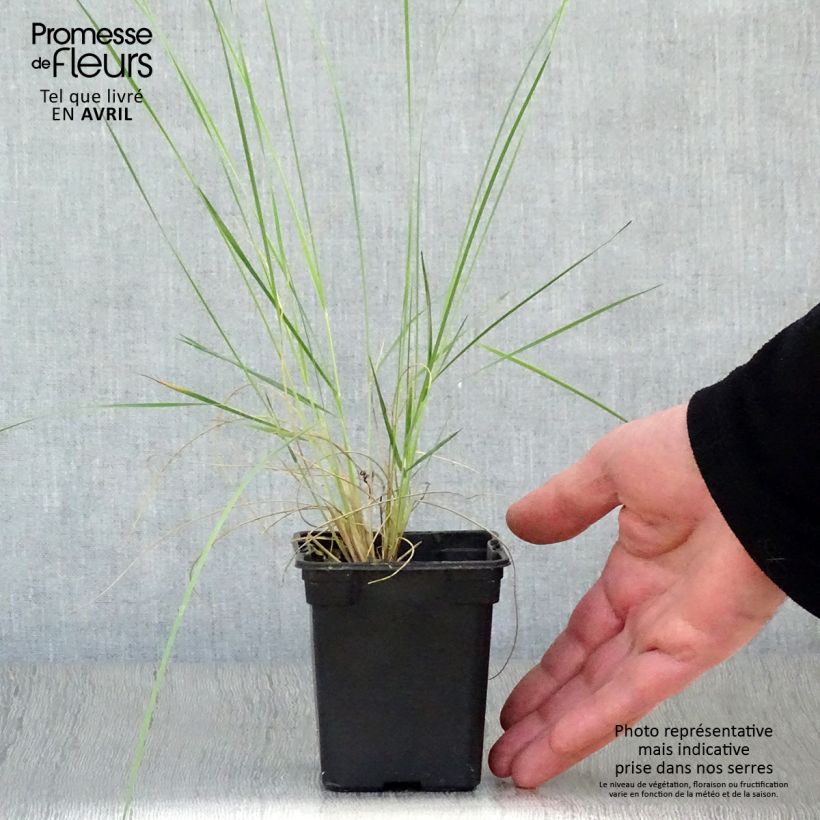 Stipa barbata - Stipa dei gessi Vasetto da 7/8 cm esemplare consegnato in primavera