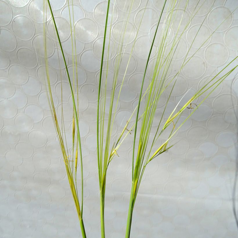 Stipa capillata - Stipa capillare (Fioritura)