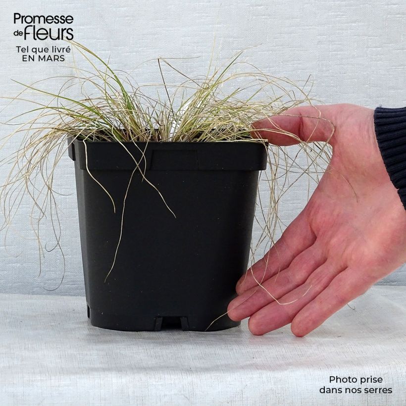 Stipa capillata - Stipa capillare Vaso da 2L/3L esemplare consegnato in primavera