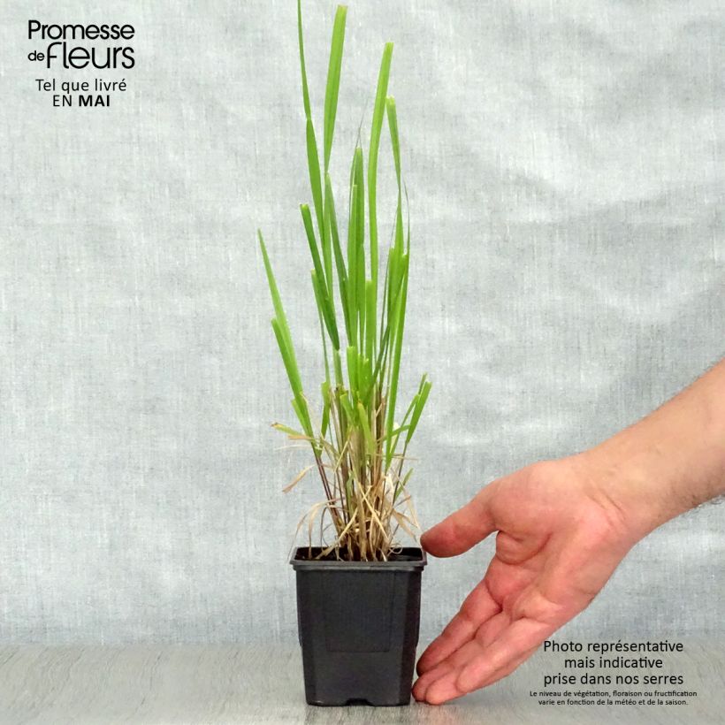 Stipa extremiorientalis Vasetto da 8/9 cm esemplare consegnato in primavera