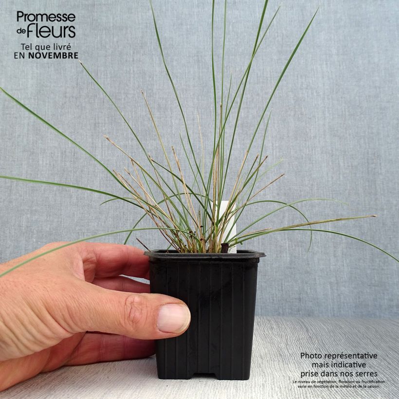Esemplare di Stipa gigantea - Stipa gigante Vasetto da 8/9 cm come consegnato in autunno