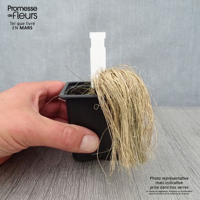 Stipa ichu - Ichu Vasetto da 7/8 cm esemplare consegnato in primavera