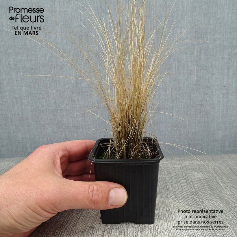Stipa ichu - Ichu Vasetto da 7/8 cm esemplare consegnato in inverno