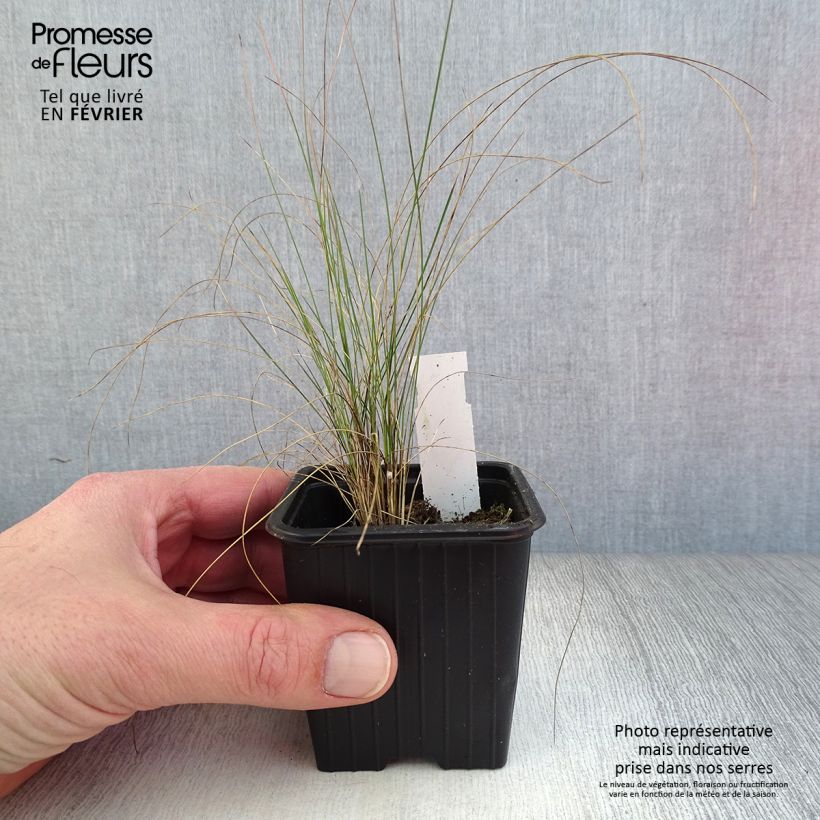 Stipa pennata - Lino delle fate piumoso Vasetto da 8/9 cm esemplare consegnato in inverno