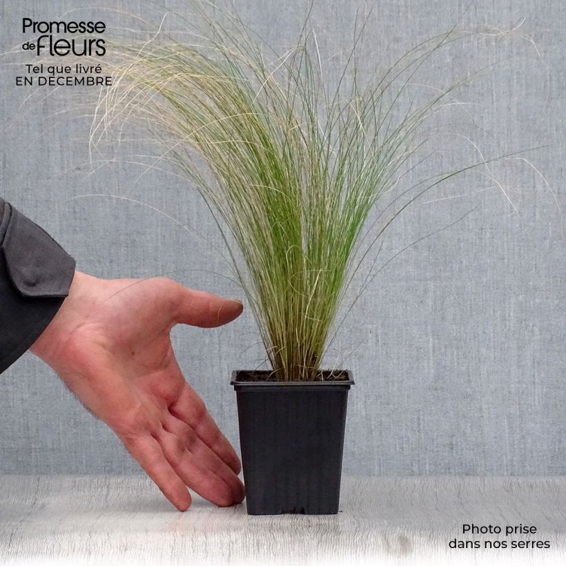 Stipa tenuifolia - Erba ago del Texas Vasetto da 7/8 cm esemplare consegnato in inverno