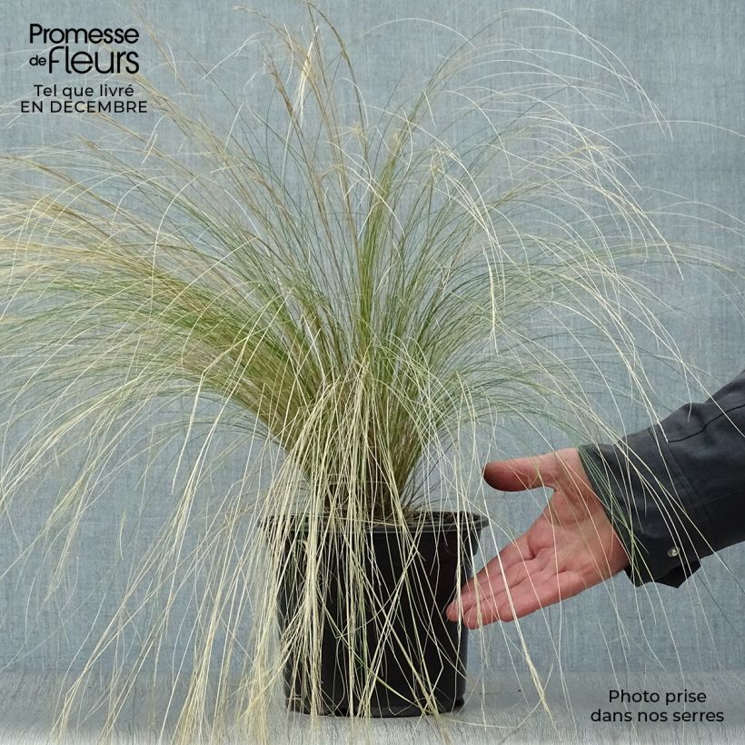 Stipa tenuifolia - Erba ago del Texas Vaso da 2L/3L esemplare consegnato in inverno