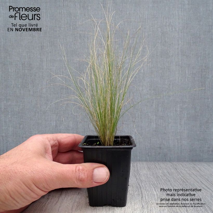 Esemplare di Stipa tenuifolia - Erba ago del Texas Vasetto da 7/8 cm come consegnato in autunno