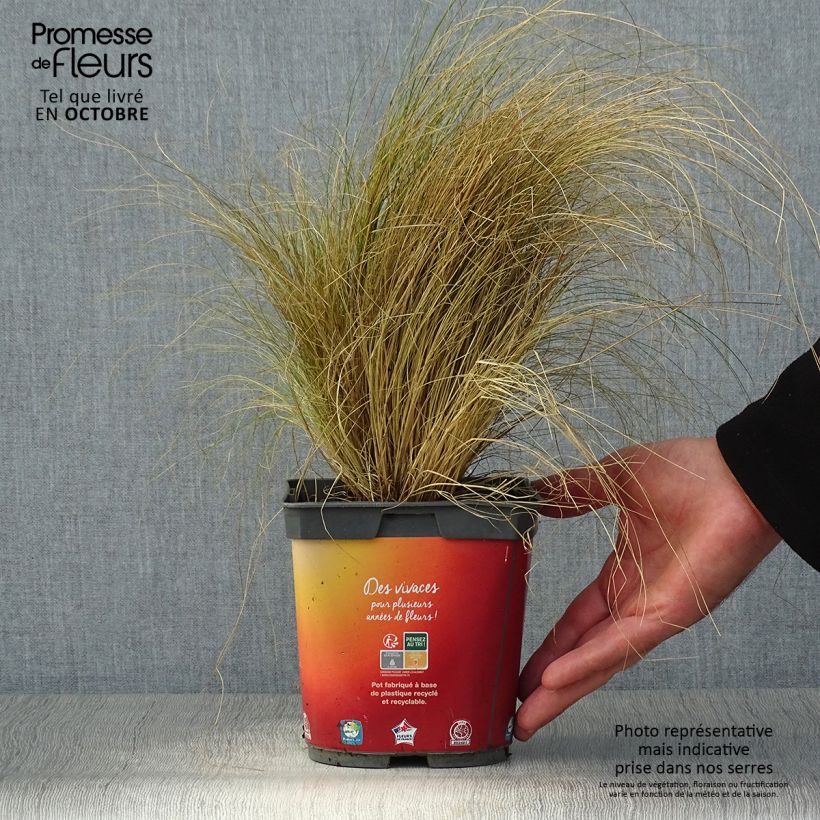 Esemplare di Stipa tenuifolia - Erba ago del Texas Vaso da 2L/3L come consegnato in autunno