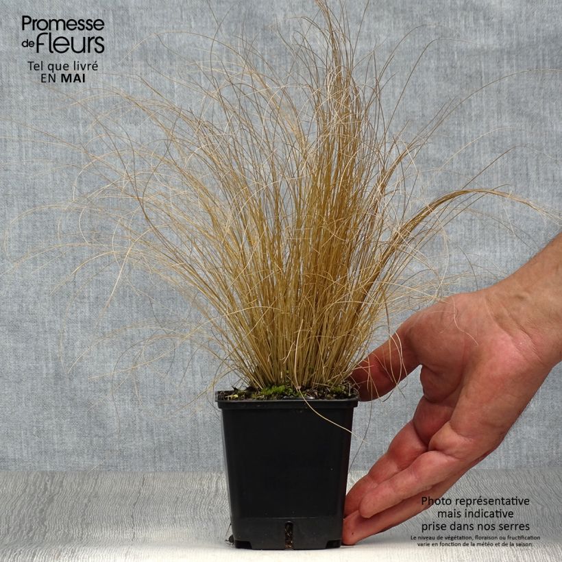 Stipa trichotoma Palomino Vasetto da 8/9 cm esemplare consegnato in primavera