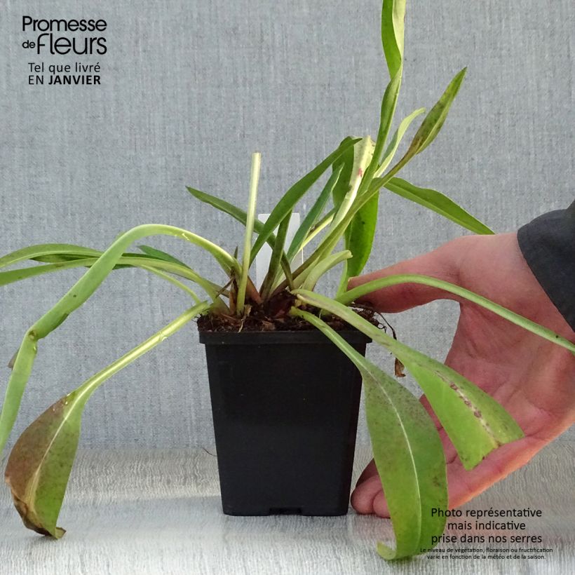 Stokesia laevis Alba Vasetto da 8/9 cm esemplare consegnato in inverno