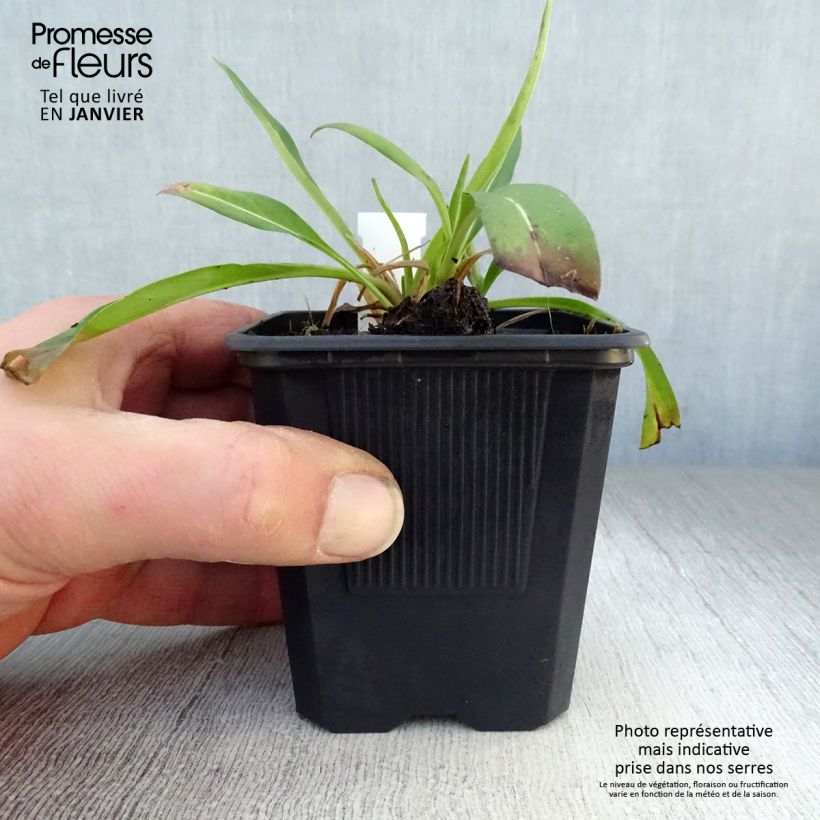 Stokesia laevis Blue Star Vasetto da 8/9 cm esemplare consegnato in inverno