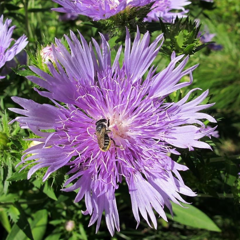 Stokesia laevis Elf (Fioritura)