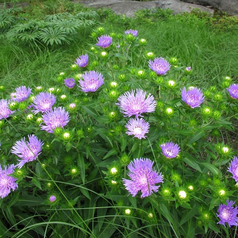 Stokesia laevis Elf (Porto)