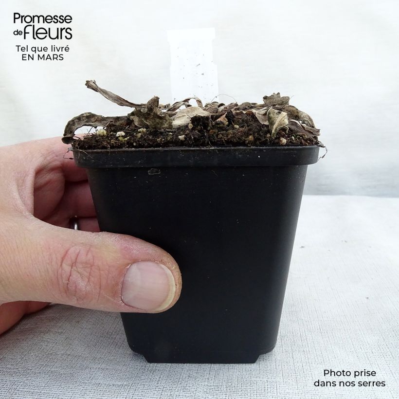 Stokesia laevis Elf Vasetto da 8/9 cm esemplare consegnato in primavera