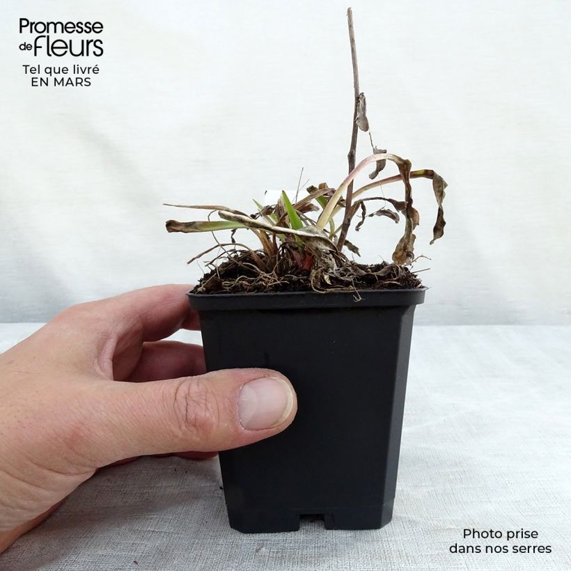 Stokesia laevis Purple Parasols Vasetto da 8/9 cm esemplare consegnato in inverno