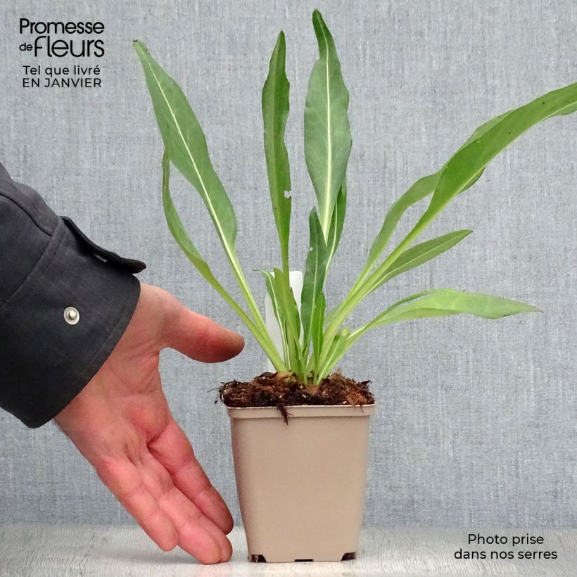 Stokesia laevis Traumerei Vasetto da 8/9 cm esemplare consegnato in inverno