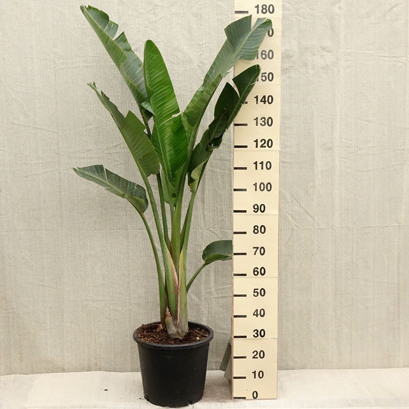 Strelitzia augusta - Uccello del paradiso Vaso da 6L/7L esemplare consegnato in primavera