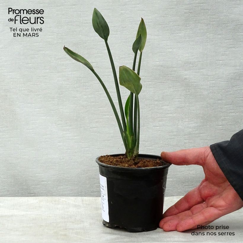 Strelitzia juncea - Ucello del paradisio Vaso da Ø 12 cm / 13 cm esemplare consegnato in primavera