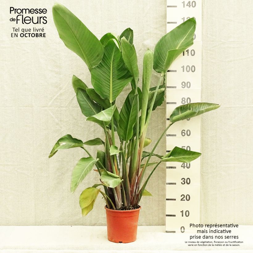 Esemplare di Strelitzia nicolai - Ucello del paradisio gigante Vaso da 2L/3L come consegnato in autunno