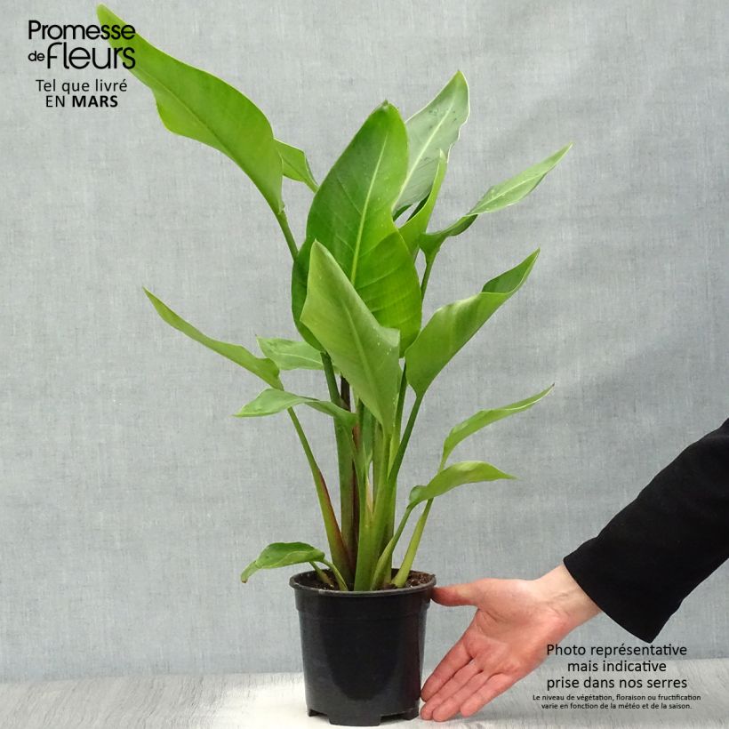 Strelitzia nicolai - Ucello del paradisio gigante Vaso da 2L/3L esemplare consegnato in primavera