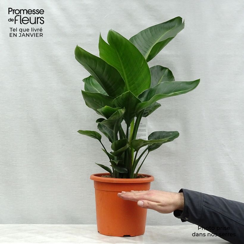 Strelitzia nicolai - Ucello del paradisio gigante Vaso da 2L/3L esemplare consegnato in inverno