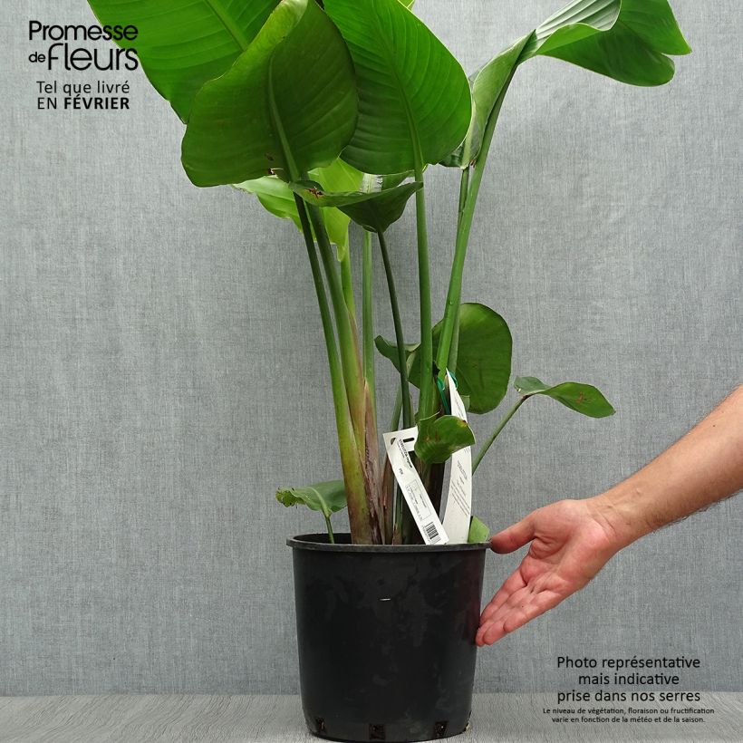 Esemplare di Strelitzia reginae - Uccello del paradiso Vaso da 6L/7L come consegnato in autunno