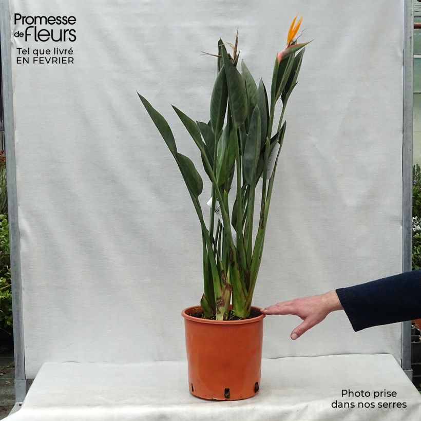 Strelitzia reginae - Uccello del paradiso Vaso da 6L/7L esemplare consegnato in inverno