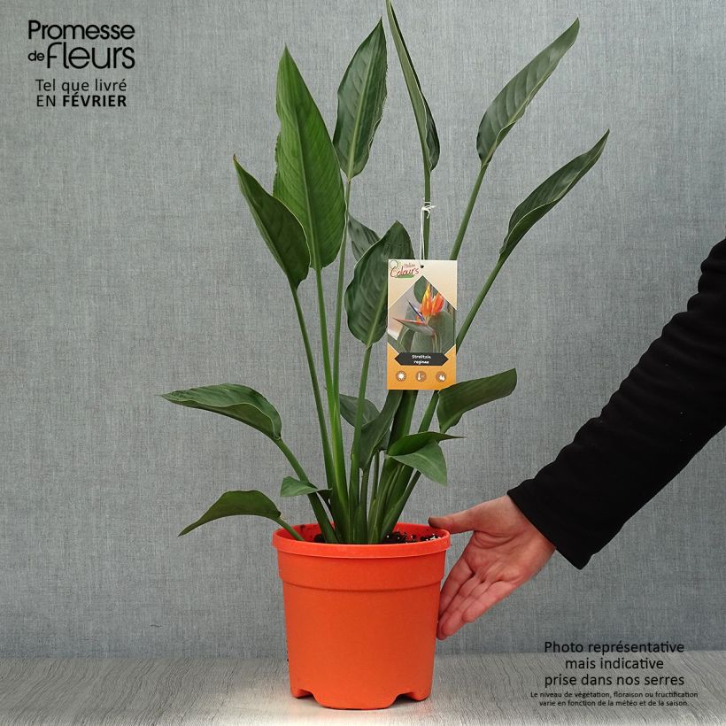 Strelitzia reginae - Uccello del paradiso Vaso da 2L/3L esemplare consegnato in inverno