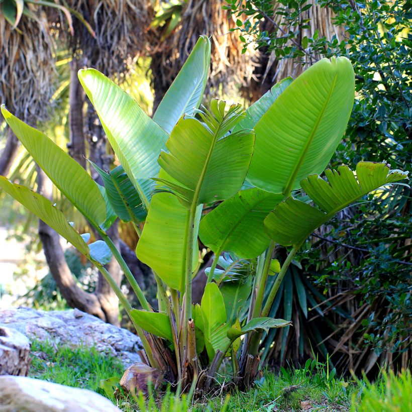 Strelitzia nicolai (semi) - Ucello del paradisio gigante (Porto)