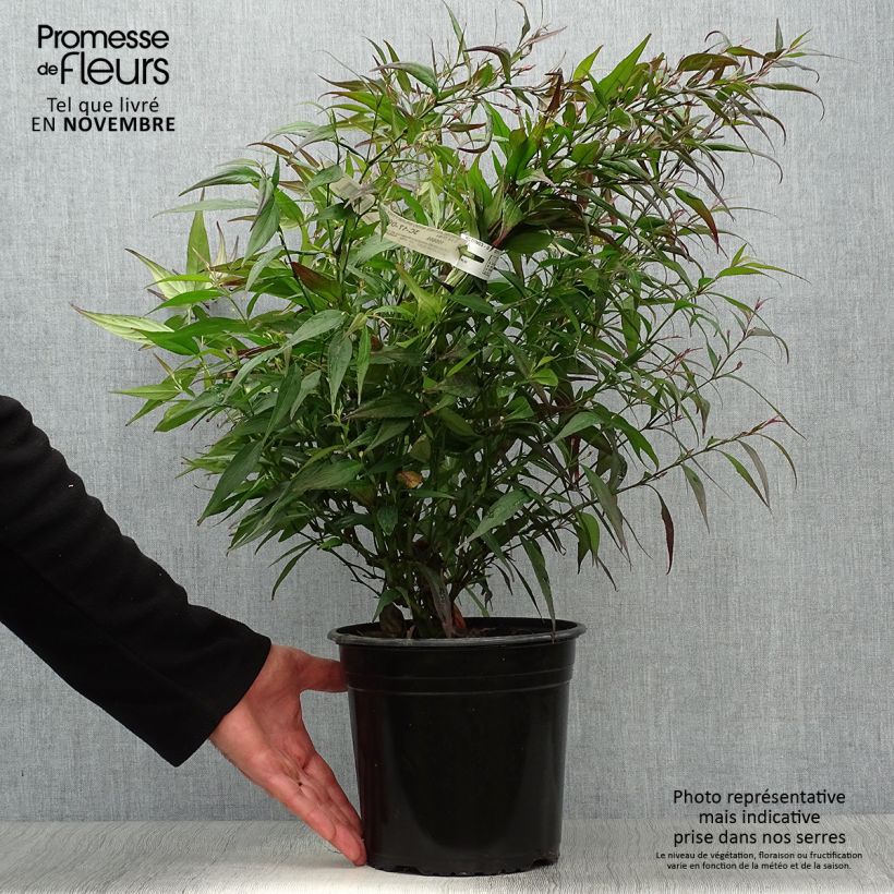 Esemplare di Strobilanthes anisophylla Brunetthy Vaso da 3L/4L come consegnato in autunno