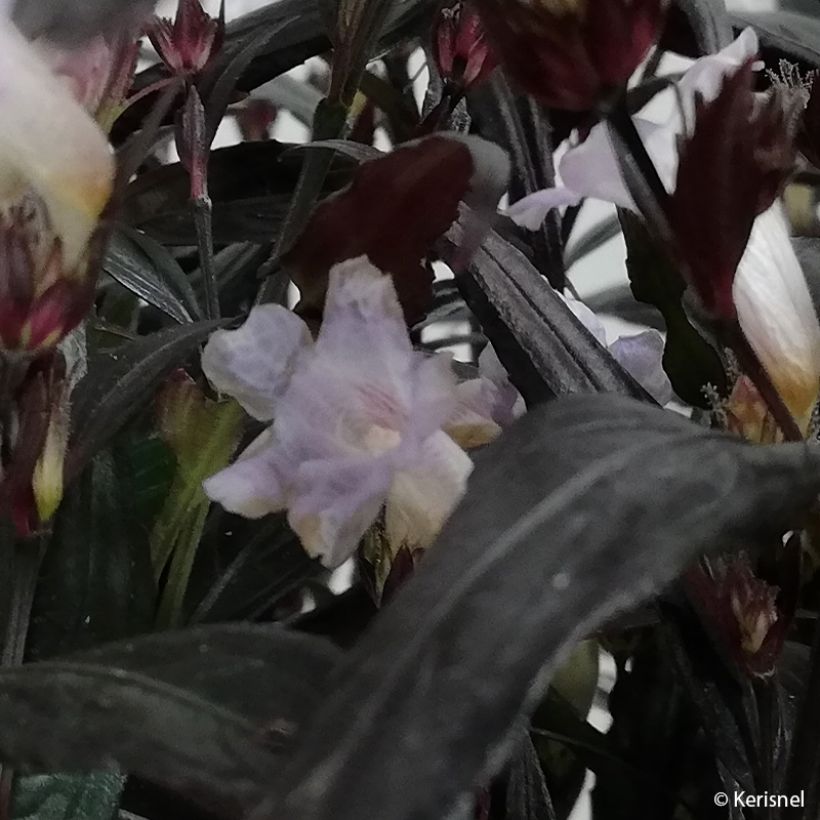 Strobilanthes anisophylla Brunetthy (Fioritura)