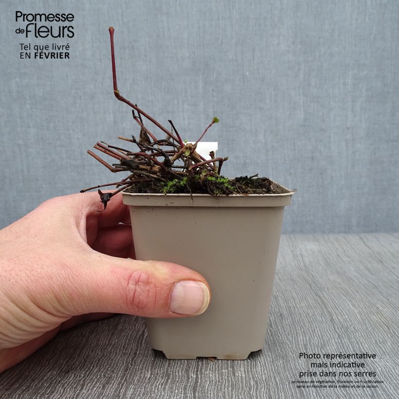 Strobilanthes attenuata Blue Carpet Vasetto da 8/9 cm esemplare consegnato in inverno