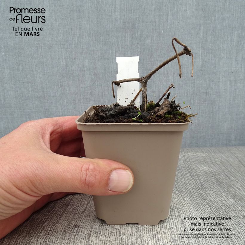 Strobilanthes attenuata Vasetto da 8/9 cm esemplare consegnato in inverno