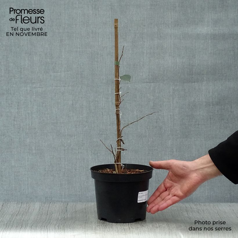Esemplare di Styrax japonica Evening Light Vaso da 3L/4L come consegnato in autunno