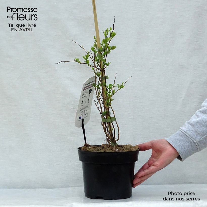 Styrax japonica Evening Light Vaso da 3L/4L esemplare consegnato in primavera