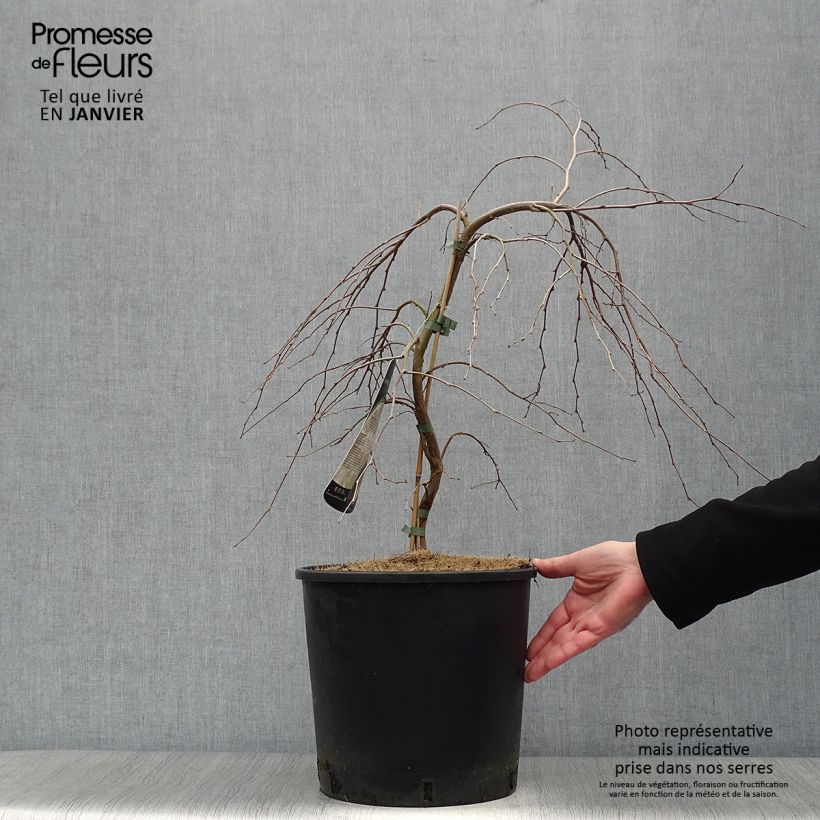 Styrax japonica Fragrant Fountain Vaso da 12L/15L esemplare consegnato in inverno