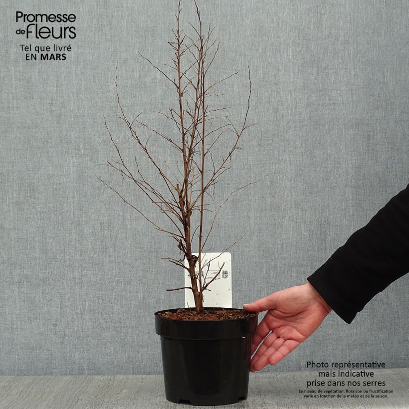 Styrax japonica Vaso da 3L/4L esemplare consegnato in inverno