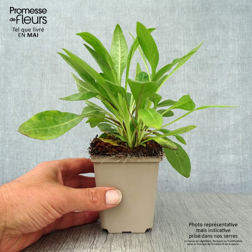 Succisa pratensis - Morso del diavolo Vasetto da 8/9 cm esemplare consegnato in primavera