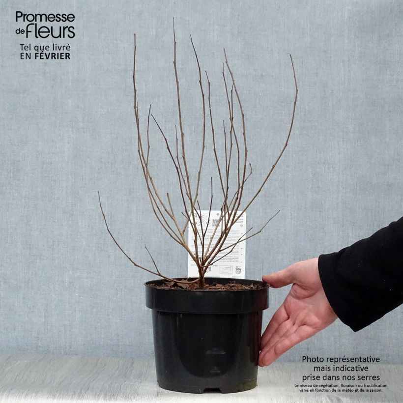 Rhus aromatica Gro-Low - Sommaco aromatico Vaso da 3L/4L esemplare consegnato in inverno