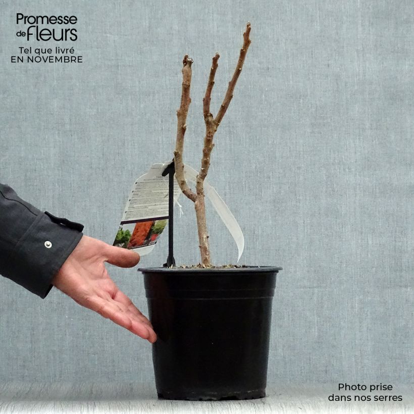 Esemplare di Rhus typhina Tiger Eyes - Sommaco maggiore Vaso da 3L/4L come consegnato in autunno