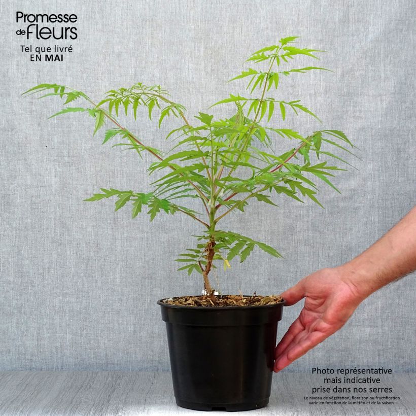 Rhus typhina Tiger Eyes - Sommaco maggiore Vaso da 3L/4L esemplare consegnato in primavera