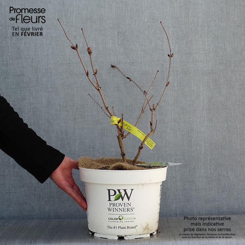 Sambuco rosso Lemony Lace Vaso da 7,5L/10L esemplare consegnato in inverno