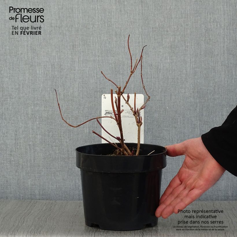 Sambuco rosso Welsh Gold Vaso da 3L/4L esemplare consegnato in inverno