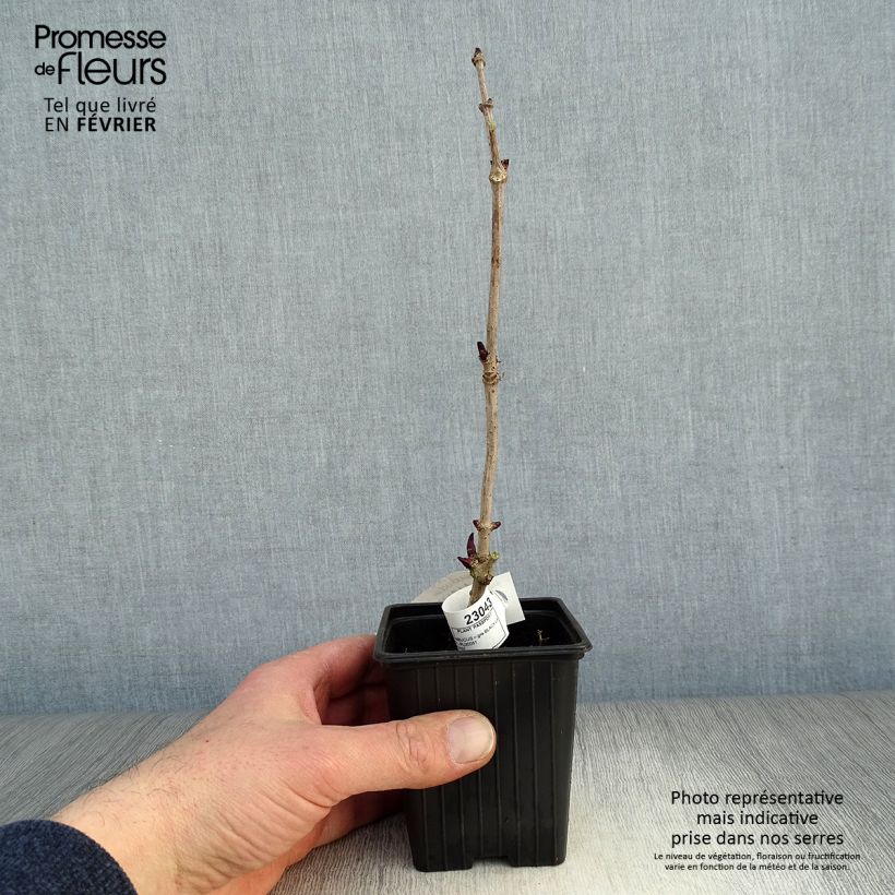 Sambuco nero Black Lace Vasetto da 8/9 cm esemplare consegnato in inverno