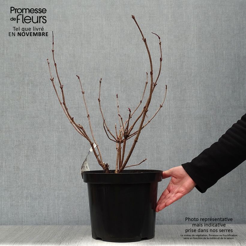 Esemplare di Sambuco nero Black Lace Vaso da 6L/7L come consegnato in autunno