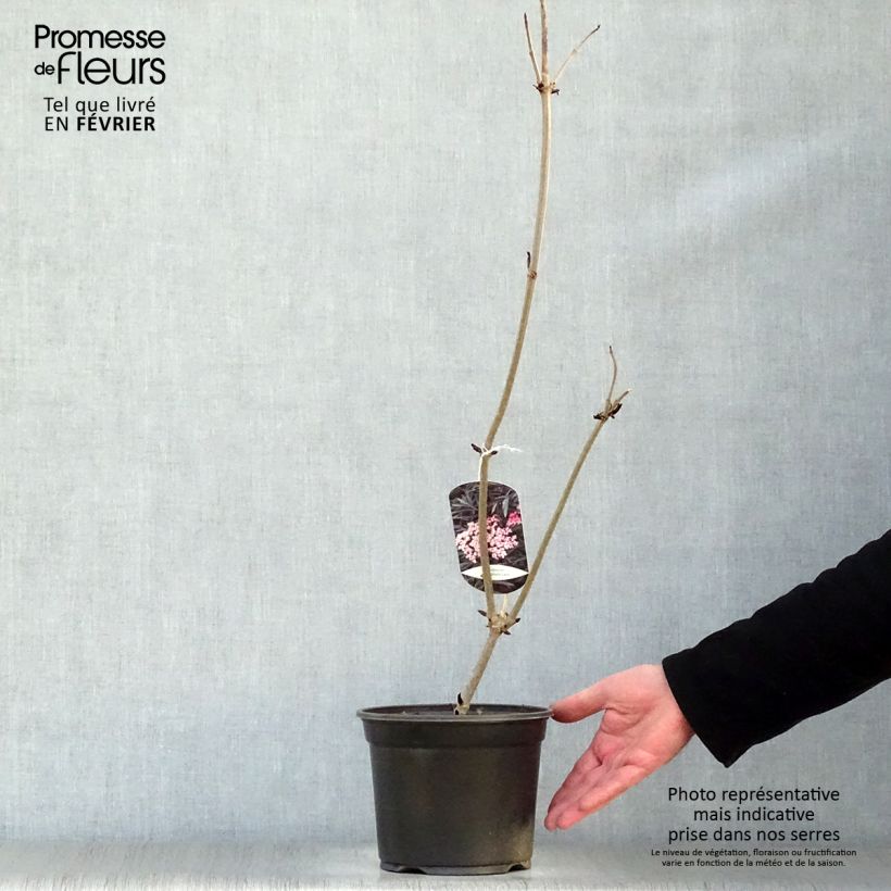 Sambuco nero Black Lace Vaso da 2L/3L esemplare consegnato in inverno